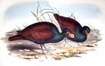 Tooth-billed pigeon (Didunculus strigirostris) / John Gould