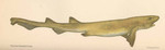 Scyllium canicula = Scyliorhinus canicula (small-spotted catshark, lesser spotted dogfish)