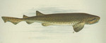 Squalus canicula = Scyliorhinus canicula (small-spotted catshark, lesser-spotted dogfish)