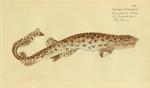 Squalus canicula = Scyliorhinus canicula (small-spotted catshark, lesser-spotted dogfish)