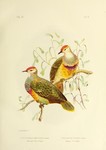 Ptilinopus swainsonii = Ptilinopus ewingii = Ptilinopus regina (rose-crowned fruit dove)