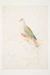 Pigeon (size of life) Loyalty Isles by Charles Heaphy - red-bellied fruit dove (Ptilinopus greyi...