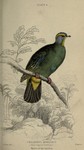 Ptilinopus monachus = Ptilinopus monacha (blue-capped fruit dove)