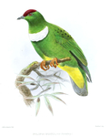 Ptilopus miqueli = Ptilinopus rivoli miquelii (white-bibbed fruit dove)