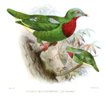 Ptilopus musschenbroeki = Ptilinopus viridis (claret-breasted fruit dove)