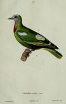 Columba viridis = Ptilinopus viridis (claret-breasted fruit dove)