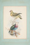 Ptilonopus viridis = Ptilinopus eugeniae (white-headed fruit dove)