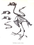 Oedirhinus insolitus = Ptilinopus insolitus (knob-billed fruit dove, skeleton)