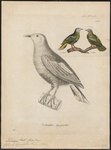 Ptilinopus hyogaster = Ptilinopus hyogastrus (grey-headed fruit dove)
