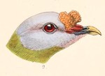 Carunculated fruit dove (Ptilinopus granulifrons)