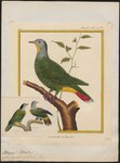 Ptilinopus melanocephalus = Ptilinopus melanospilus (black-naped fruit dove)