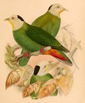 Ptilopus melanocephalus = Ptilinopus melanospilus (black-naped fruit dove)