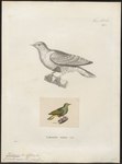 Ptilinopus nanus = Ptilinopus nainus (dwarf fruit dove)