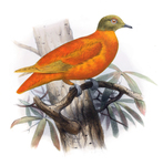 Chrysoenas victor = Ptilinopus victor (orange fruit dove)
