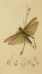 Locusta christii = Locusta migratoria (migratory locust)
