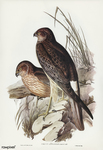 Circus assimilis (spotted harrier)