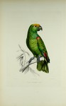 Chrysolis poecilorhyncha =  Amazona ochrocephala (yellow-crowned amazon parrot)