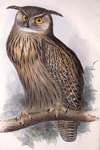 Gould: Eurasian eagle-owl (Bubo bubo)
