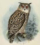 Bubo ignavus = Bubo bubo (Eurasian eagle-owl)