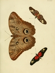 Papilio eurilochus = Caligo eurilochus (forest giant owl), Papilio egeria = Heliconius egeria (e...