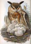 Bubo maximus = Bubo bubo (Eurasian eagle-owl)