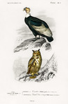 Vultur gryphus (Andean condor), Bubo europaeus = Bubo bubo (Eurasian eagle-owl)