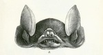 Chilonycteris rubiginosa = Pteronotus parnellii rubiginosus (Parnell's mustached bat)