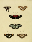 Papilio cybele = Heliconius melpomene meriana (common postman), Papilio juventa = Ideopsis juven...