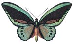 Ornithoptera priamus (common green birdwing)
