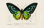 Ornithoptera urvilliana = Ornithoptera priamus urvillianus (common green birdwing)