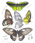 Ornithoptera arruana = Ornithoptera priamus arruana (common green birdwing)