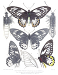 Ornithoptera poseidon = Ornithoptera priamus poseidon (common green birdwing)
