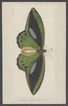 Papilio priamus = Ornithoptera priamus (common green birdwing)