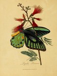 Papilio priamus = Ornithoptera priamus (common green birdwing)