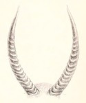 Cobus defassus = Kobus ellipsiprymnus defassa (waterbuck) horns