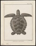 Caouana caretta = Caretta caretta (loggerhead sea turtle)