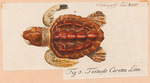 Testudo caretta = Caretta caretta (loggerhead sea turtle)