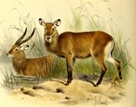 Cobus unctuosus = Kobus ellipsiprymnus unctuosus (Sing-sing waterbuck)