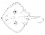 Raia circularis = Leucoraja naevus (cuckoo ray)