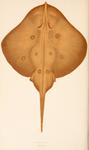 Raia circularis = Leucoraja circularis (sandy ray)