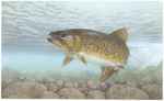 brown trout (Salmo trutta)