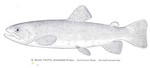 Loch Leven brown trout (Salmo trutta levenensis)
