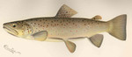 Salmo fario = Salmo trutta fario (river trout, brown trout)