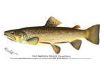 Salmo fario = Salmo trutta fario (river trout, brown trout)