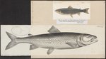 Salmo lacustris = Salmo trutta lacustris (lake trout)