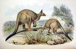 Macropus fuliginosus (western grey kangaroo)