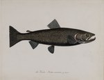 Trutta variabilis = Salmo trutta (brown trout)