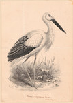 Oriental stork: Ciconia boyciana Swinh. from Japan
