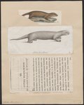 Lutra brasiliensis = Pteronura brasiliensis (giant river otter)