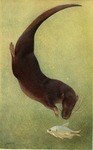 Potamogale velox (giant otter shrew)